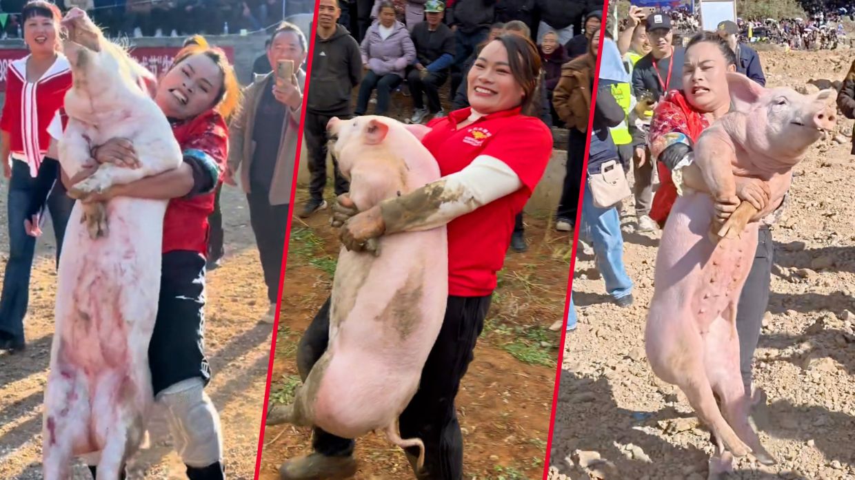 ‘Hold on tight’: China woman wins 22 pig-catching contests, with biggest hog weighing 73kg