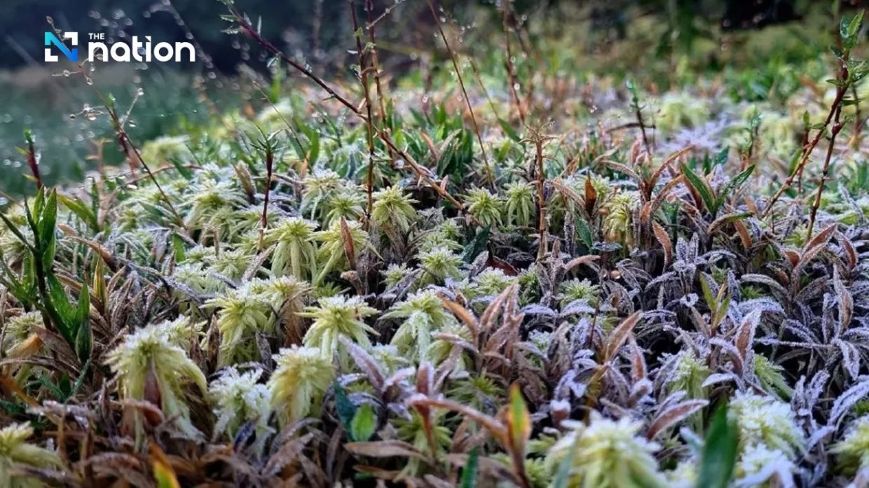 Frost turns wildlife sanctuary in Thailand white; national park in Chiangmai hits 0°C