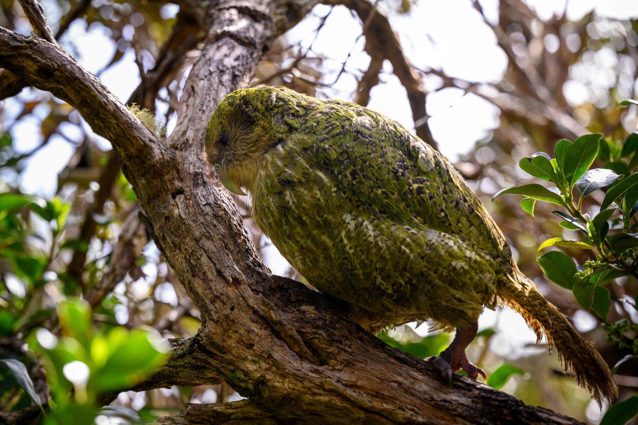 New Zealand's rare flightless parrot begins breeding again