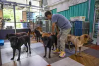 Hong Kong shelter saves 351 animals in 6 months as trapping, smuggling cases surge