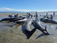 Some whales restrand at New Zealand's Farewell Spit, six die