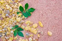 Curious Cook: Boswellia, Part 1