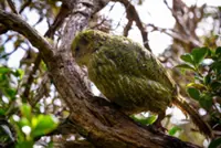 New Zealand's rare flightless parrot begins breeding again