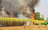 Thailand tightens controls on agricultural burning to  curb PM2.5 pollution