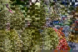 Durian growers scent opportunity as Chinese demand spikes