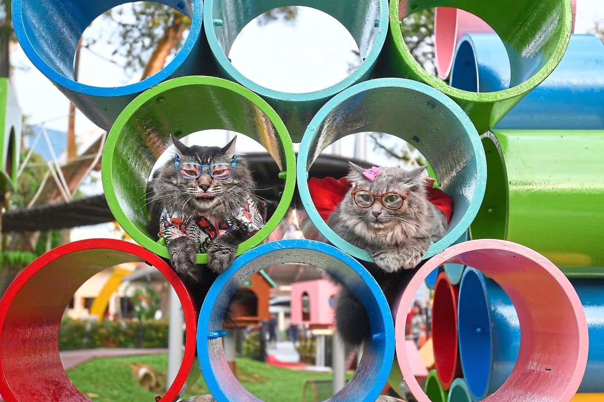 No entry fee for Catopia&nbsp;as city council focuses on souvenir sales