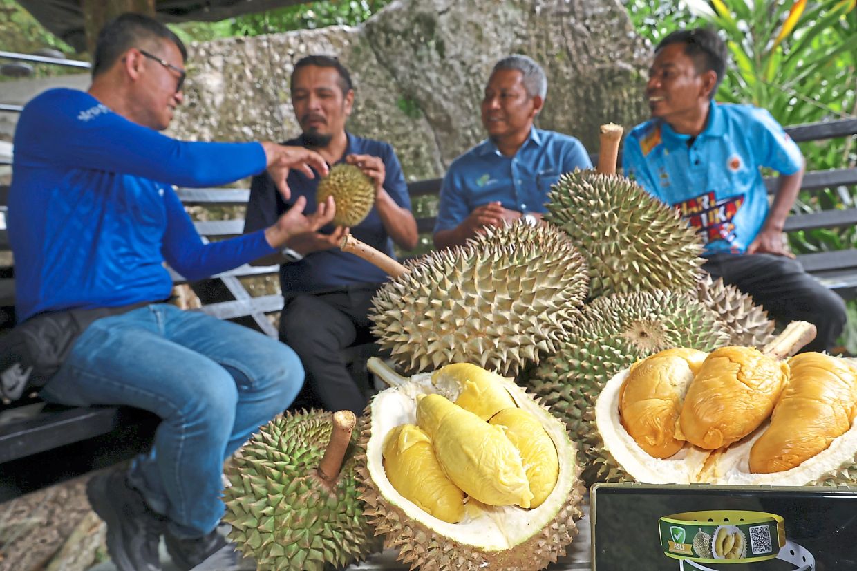 Musang King now RM20-30/kg