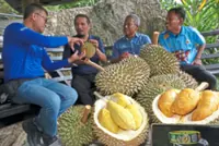 Musang King now RM20-30/kg