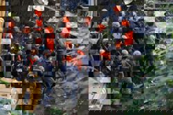 Two dead, dozens missing after Philippine dump site collapse