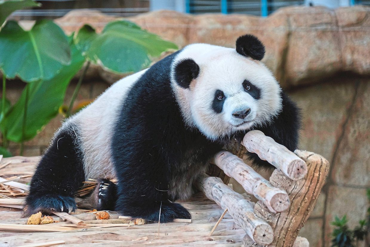 Rousing welcome: Xiao Yue, the female giant panda, and Chen Xing (below) are seen during the introduction ceremony at the Giant Panda Conservation Centre in Zoo Negara. — Bernama
