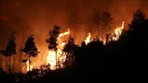 Forest fire breaks out north of Tokyo, SDF deployment requested