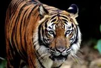 Roars of tiger go viral, sparking hunt in Proton City