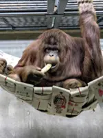 Zoo in Japan aims to breed endangered Bornean Orangutans on verge of extinction