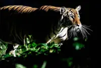 No tiger signs found in Proton City, Perhilitan warns against fake videos