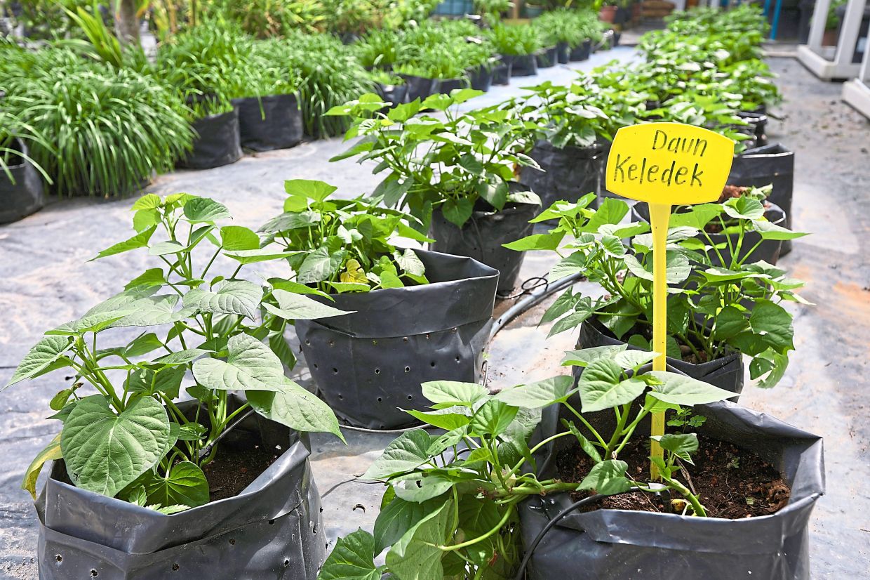 Sweet potato leaves thriving in polybags at the Flat Sri Serdang community garden.