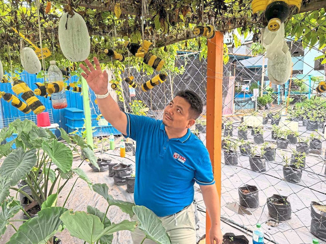 Muhammad Heikal checking on wintermelons growing at the community garden.