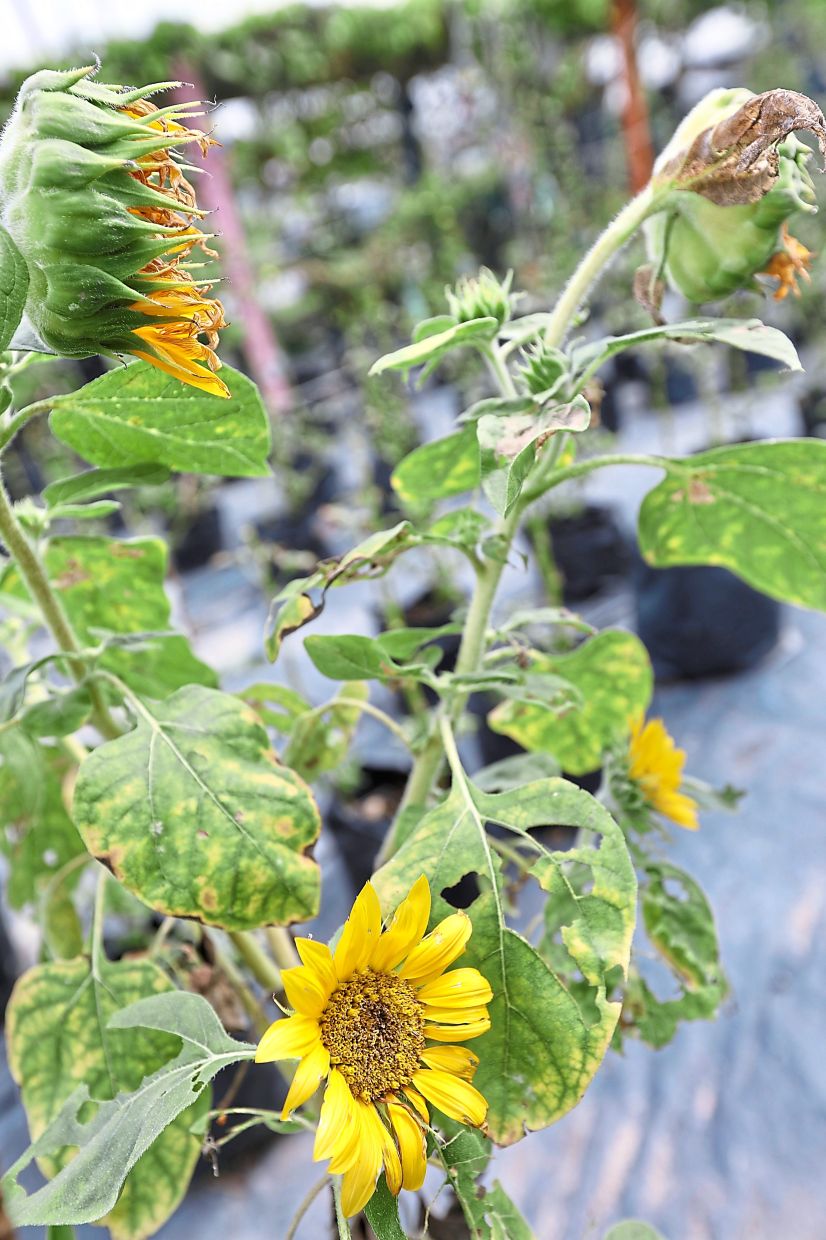 Sunflowers adding colour and beauty to the Flat Ikan community garden.