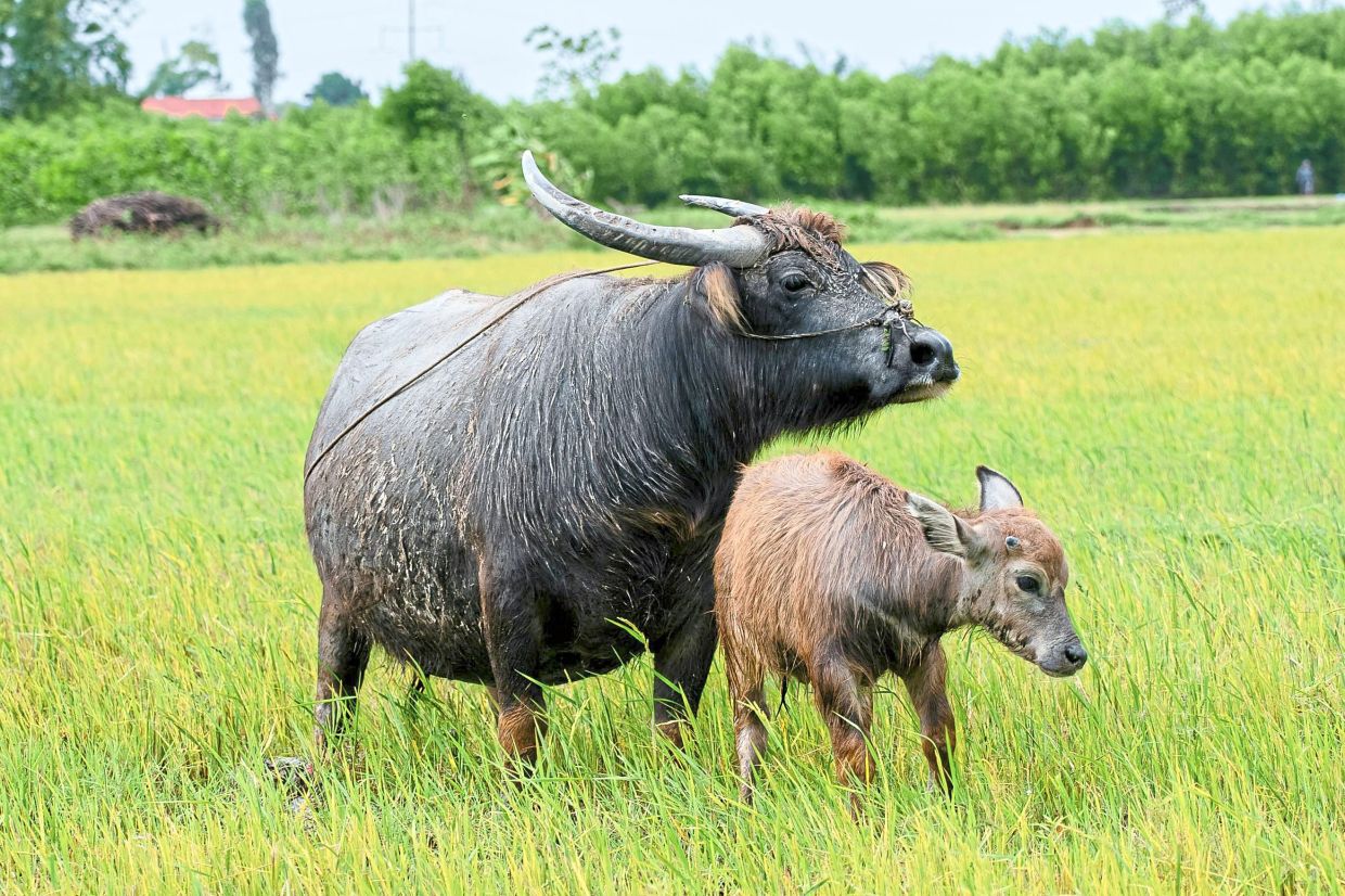 9 festivals around the globe that celebrate our animal friends