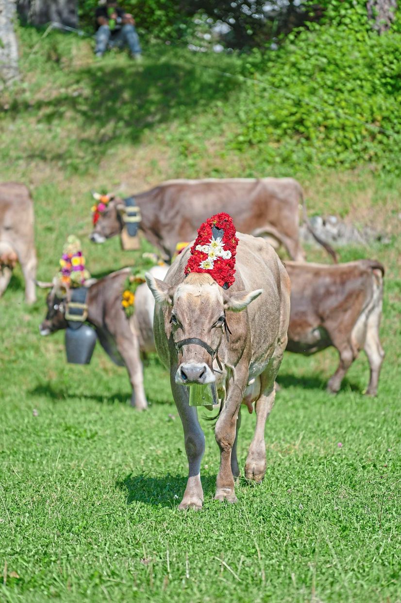 You will see cows decorated with flowers and large bells at the Alpabzug festival in Switzerland. — Pexels