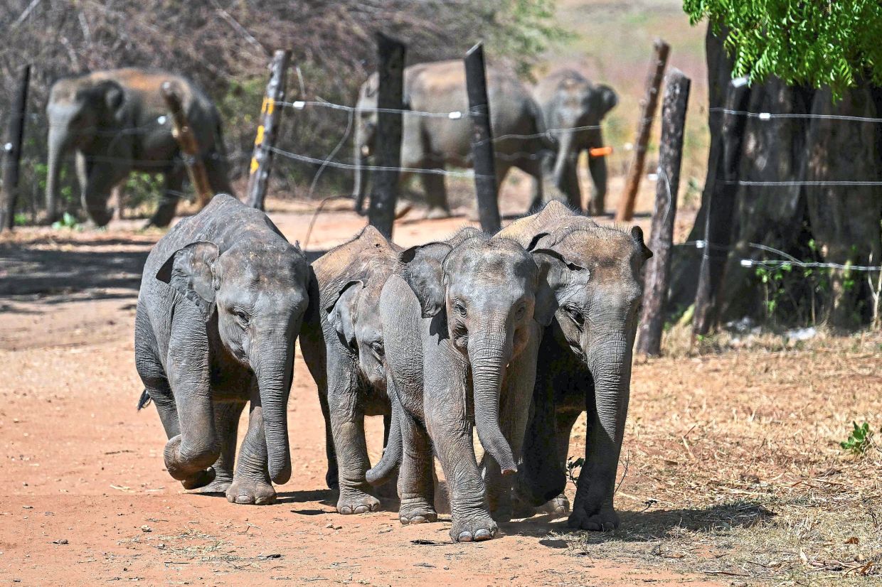 Sri Lanka's tourism earnings rise only marginally in 2025 despite higher arrivals