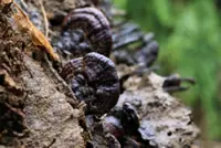If I were Ganoderma on oil palm trees
