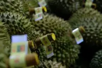 Fama: Only grade C Tapah durian RM1 per kilo