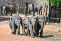 Sri Lanka's tourism earnings rise only marginally in 2025 despite higher arrivals