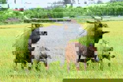 9 festivals around the globe that celebrate our animal friends