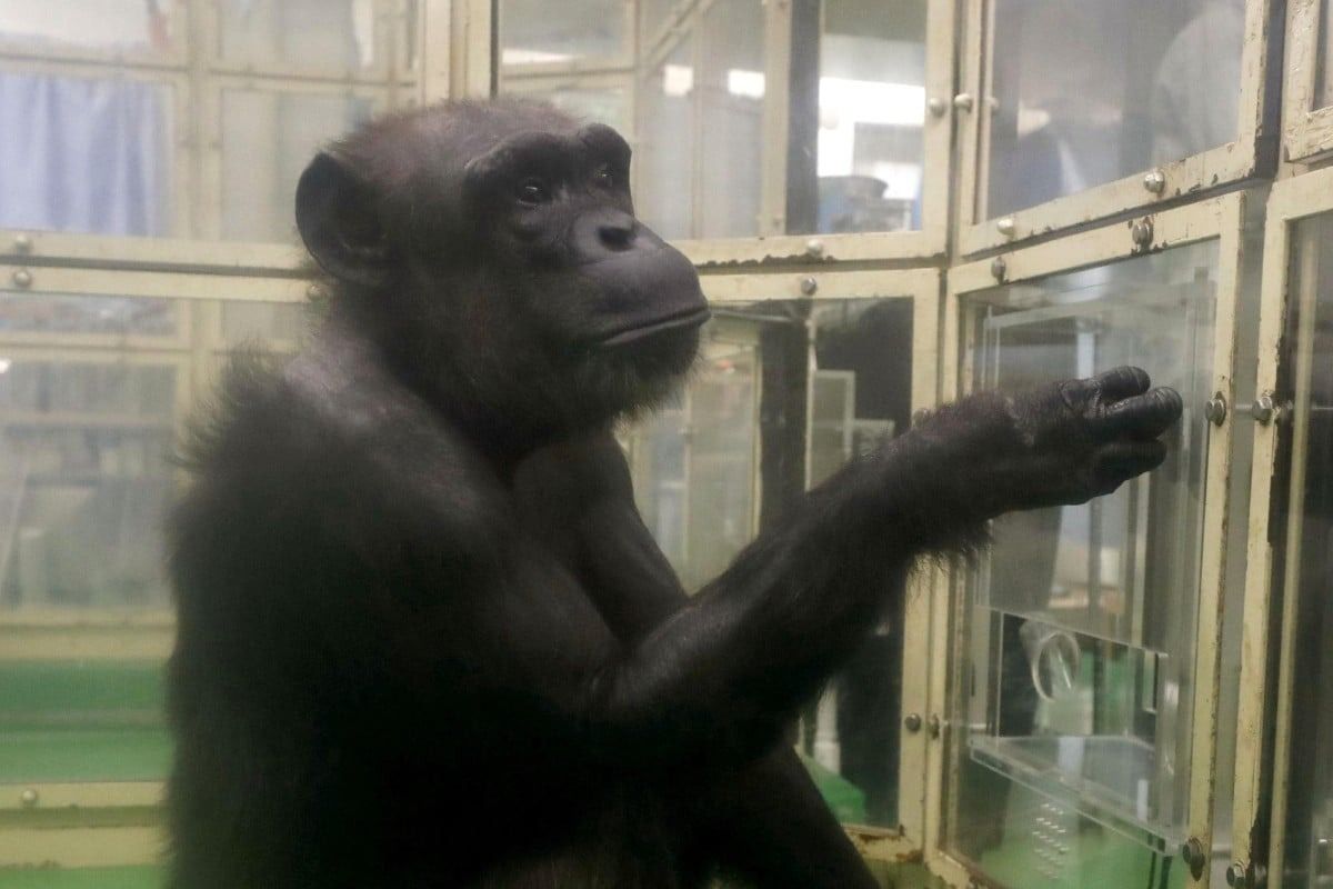 'Genius' chimpanzee Ai dies in Japan at 49