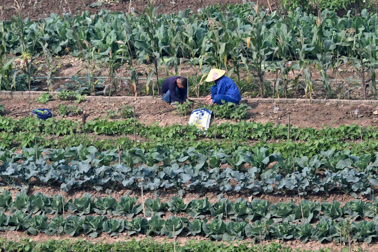 Labourers tend to vegetables in an agricultural field in Hanoi on Tuesday, January 13, 2026. -- Photo by Nhac NGUYEN / AFP)