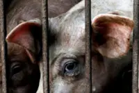 Farms to be relocated to Bkt Tagar