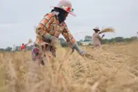 Myanmar exports over 2.1mil tonnes of rice in past nine months