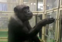 'Genius' chimpanzee Ai dies in Japan at 49