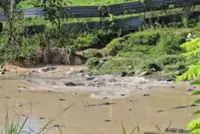 QuickCheck: Is there an illegal crocodile farm in Penampang?