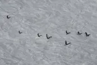 Olympics-Snowmaking and stockpile help Italy's Livigno get ready for Games