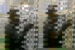 'Genius' chimpanzee Ai dies in Japan at 49