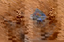 Rallying-Roma takes the Dakar lead as Ford goes one-two