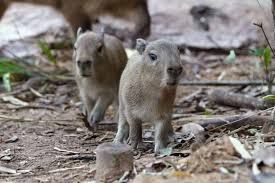 Two baby capybaras born in Singapore's Mandai Wildlife Reserve, the first in 10 years