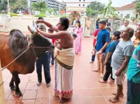 Unique way to celebrate Ponggal