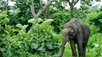 India hunts rampaging elephant that killed 20 people