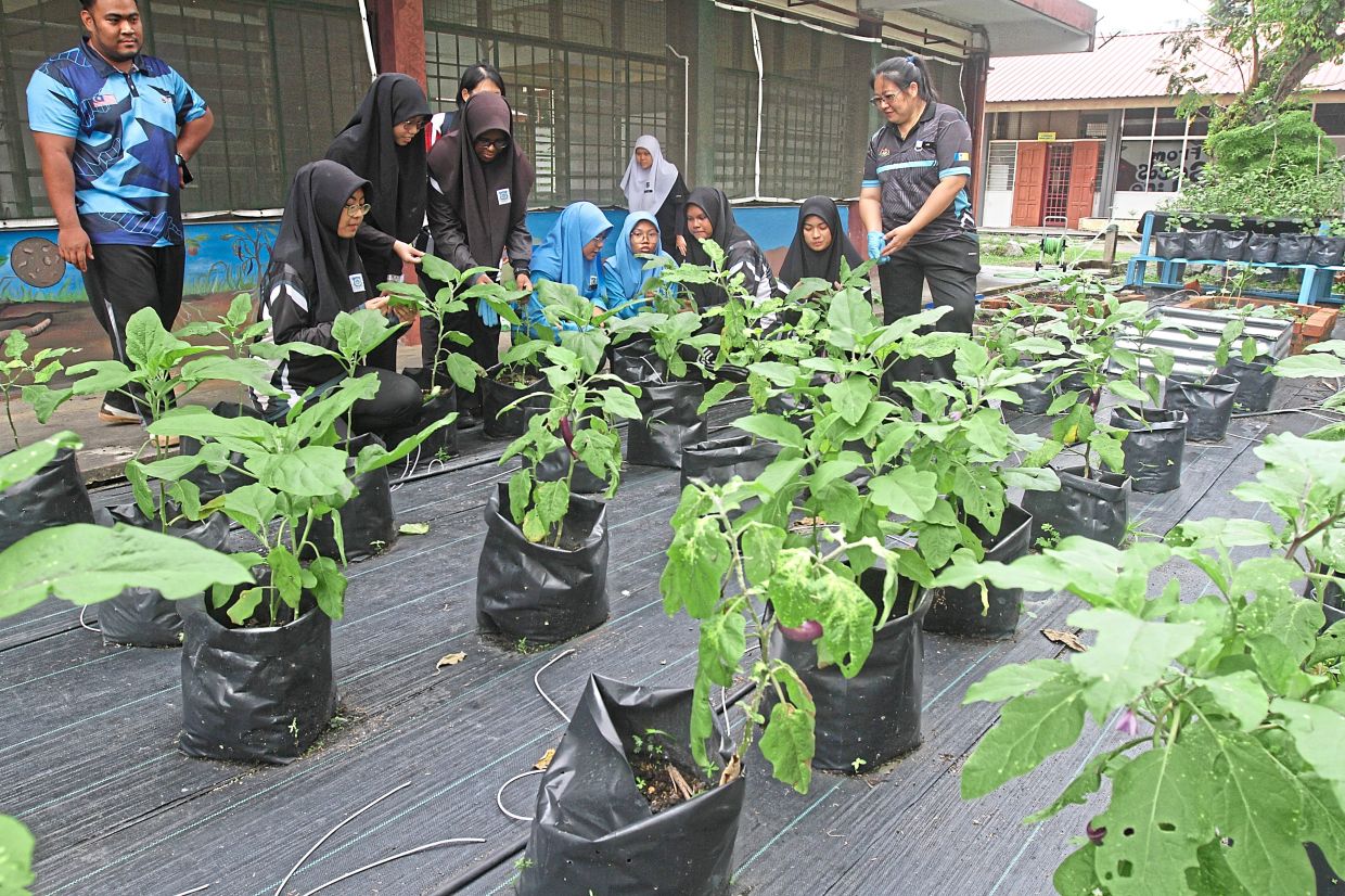 Above: Law (right) with SMK Datuk Hj Mohamed Nor Ahmad teachers and students tending to vegetables in the school’s garden.