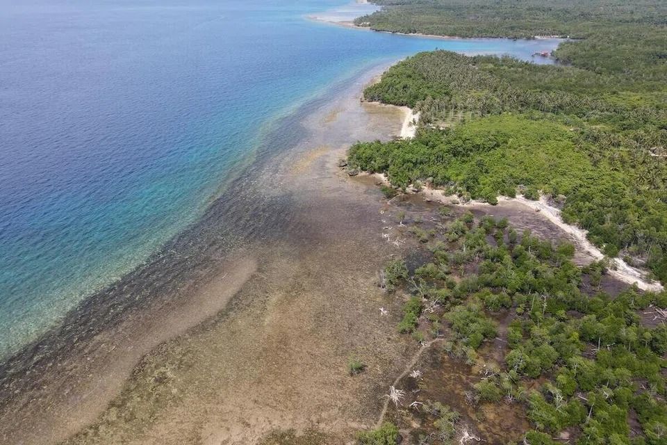 WWF-Singapore and EDB launch programme to tackle hurdles in protecting Asia’s mangroves, seagrass