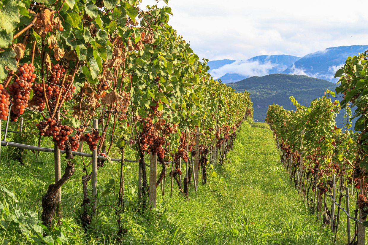 As Italy allows alcohol-free wine, might this be the month to try it?