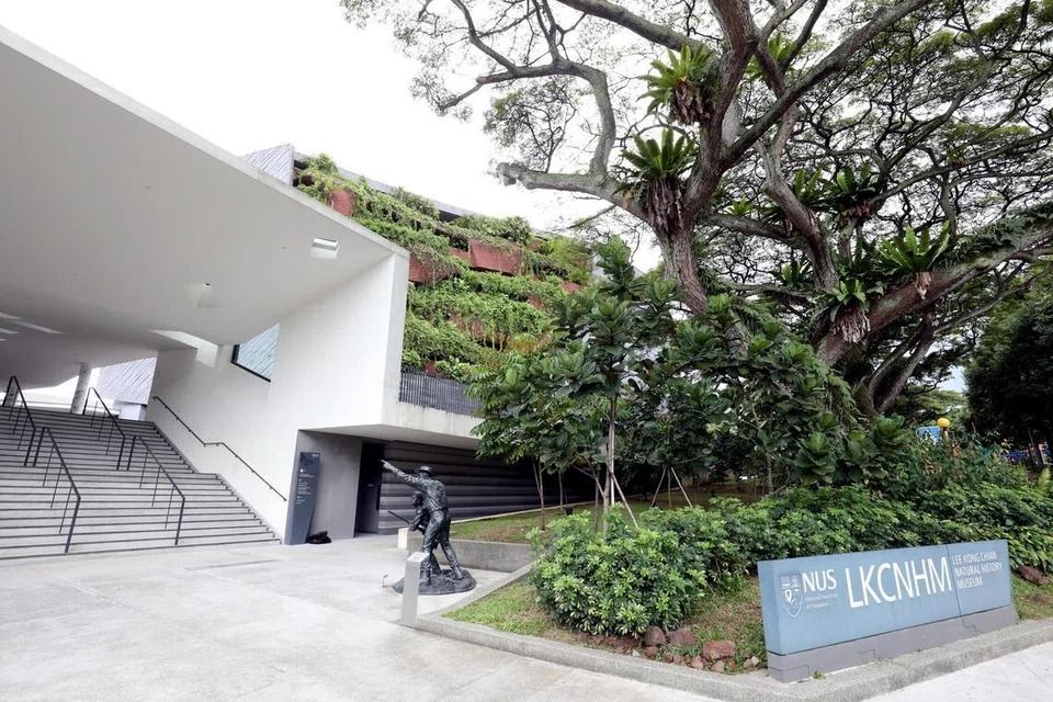 Lee Kong Chian Natural History Museum houses more than a million natural history specimen. - Photo: Lianhe Zaobao