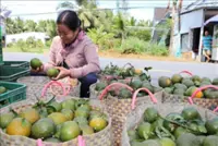 Vinh Long farmers struggle with low King orange prices
