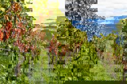 As Italy allows alcohol-free wine, might this be the month to try it?