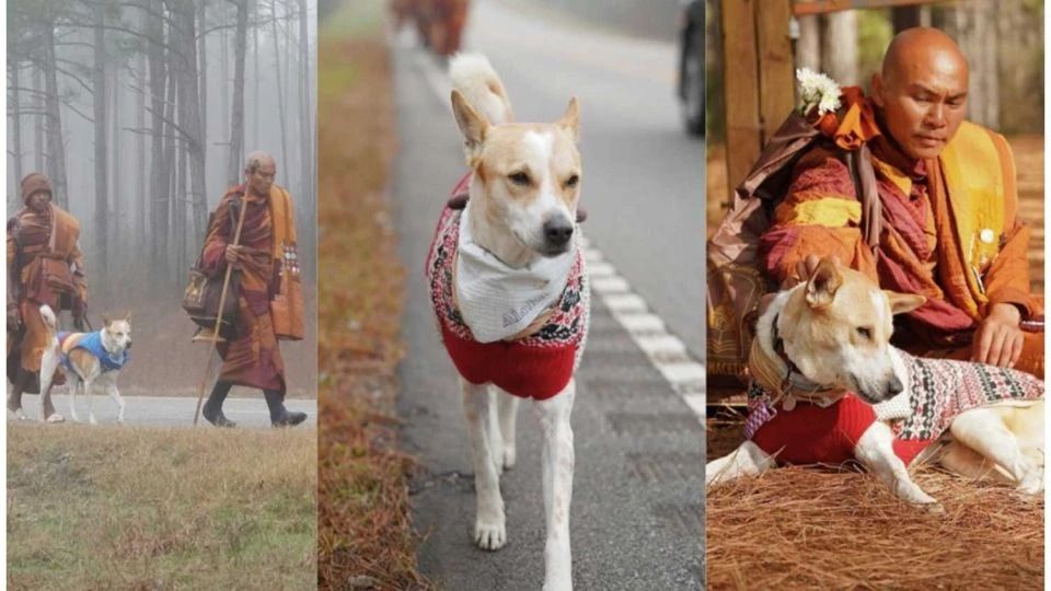 Aloka, the stray dog in India who walked 100 days for peace