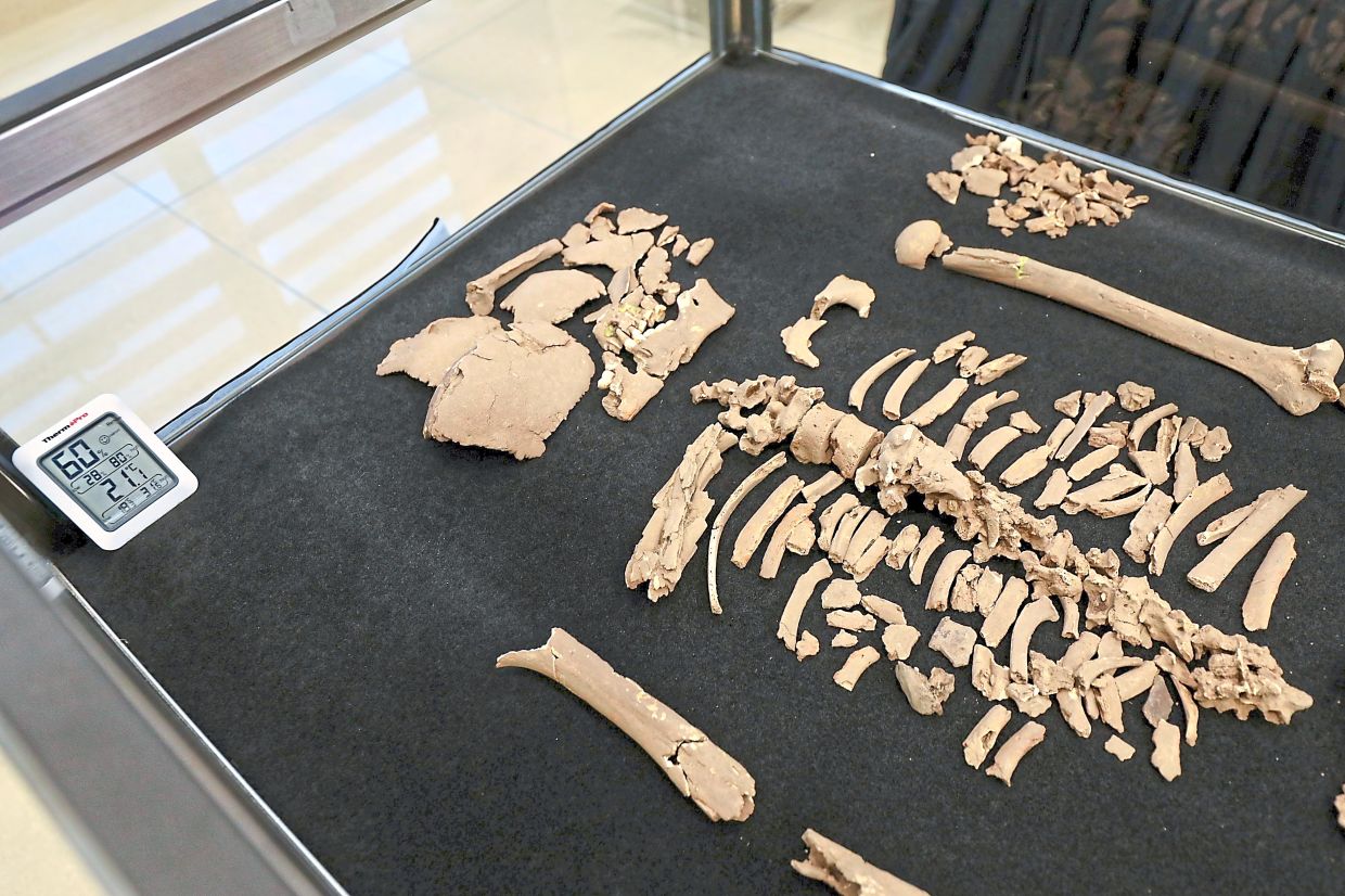 The skeletons on display represent a portion of a significant archaeological assemblage recovered from the Nenggiri Valley in Kelantan under urgent circumstances. Photo: The Star/Leong Wai Yee