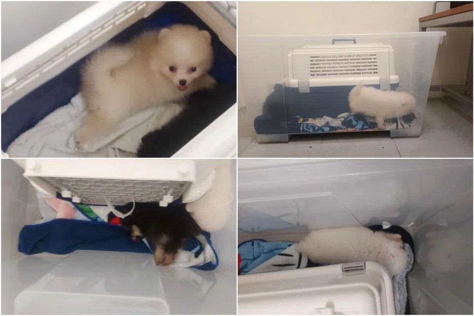 16 weeks’ jail for man who smuggled five Pomeranian puppies from Malaysia into Singapore in car boot