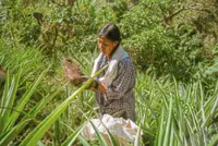 Philippine purple treat under threat